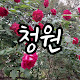 청원TV
