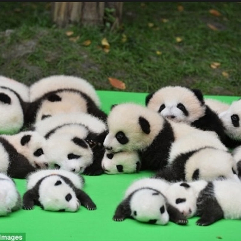 PandaTV