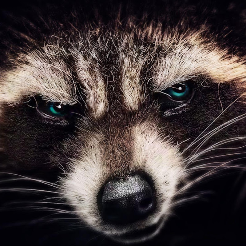 TwoRaccoon_TV