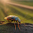 @friday_bug