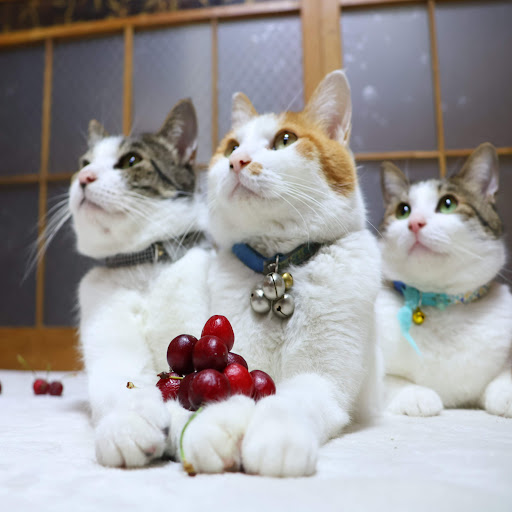 さくらんぼ ねこ Post from かご猫 Blog - YouTube