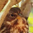 @STGG-birds