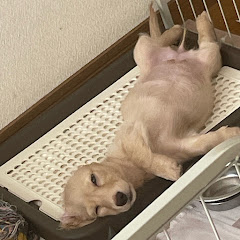 ごみ