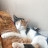 @simbakatty