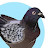 @lunatic_pigeon Avatar