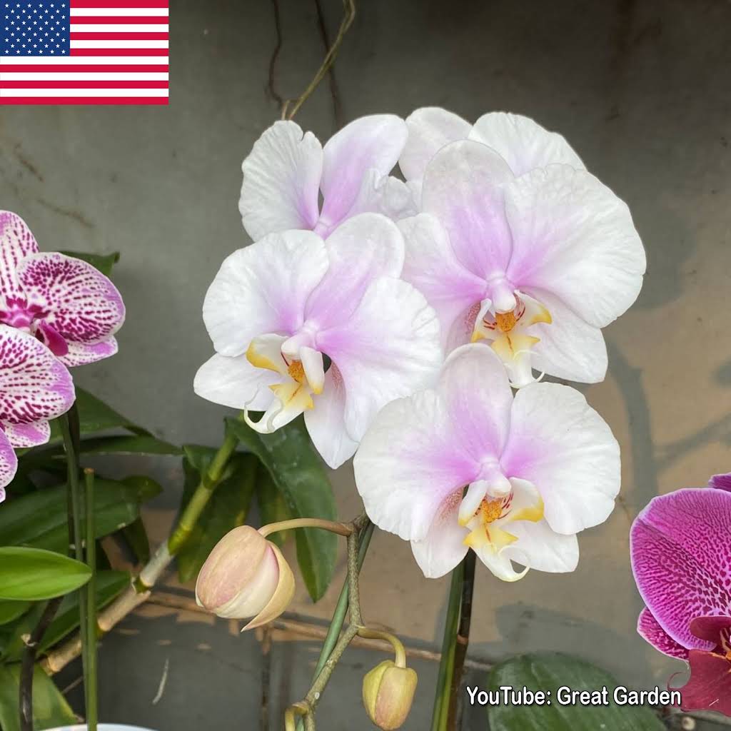 Post from Great Garden - YouTube
