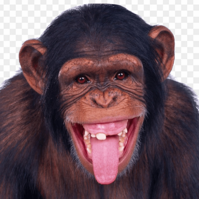 Lovely Monkey I icon