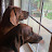 Redbone coon hounds Ruby and Waylon Vaughn