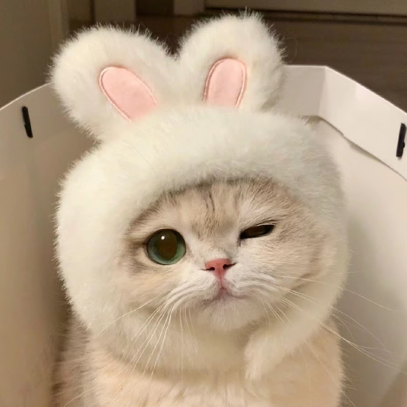 喵朵朵小说·升级版 Logo