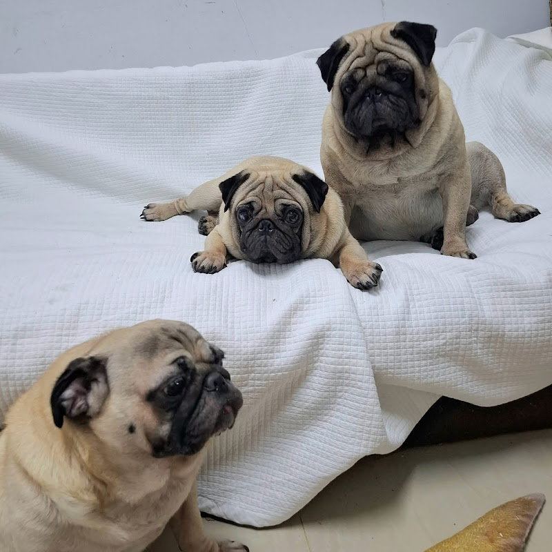 Khanitha Family pugs 