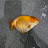 @THIS_IS_GOLDFISH