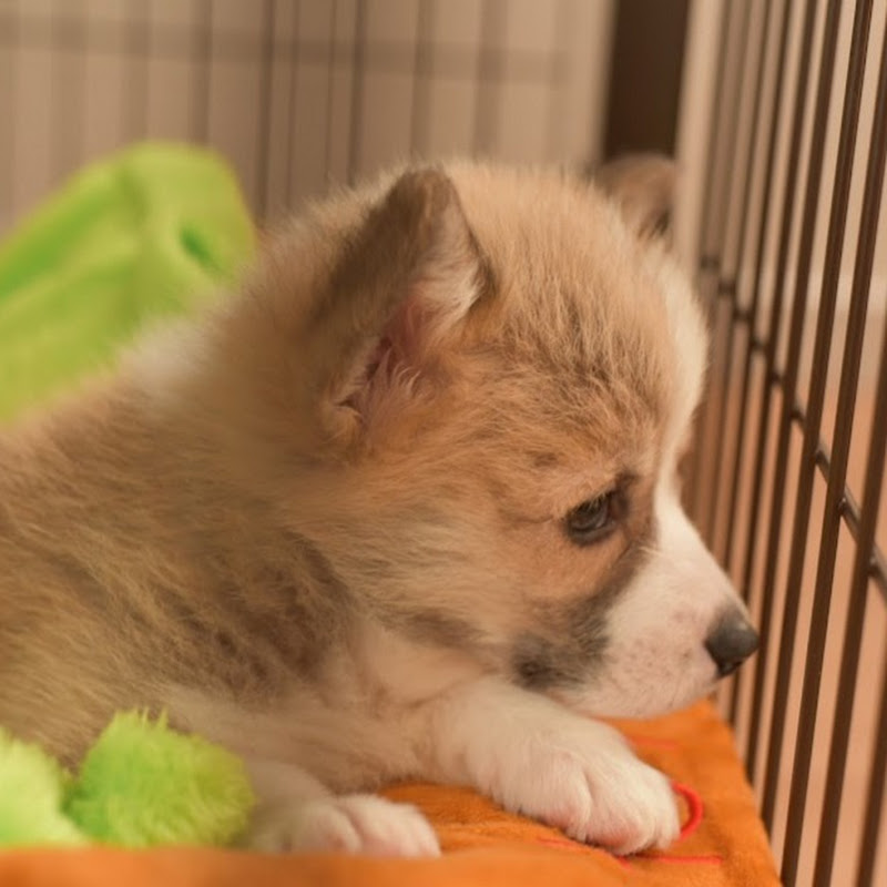 ユール・イェーガー - a Corgi with Tail -