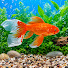 2Iv2H9LKw3k-channel-avatar-Fat Fish
