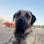 KANGAL DÜNYASI TR Image Thumbnail