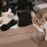 -jYCHi78iYQ-channel-avatar-Forest Cat Basement Tech