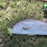 8eeaUu_tbaU-channel-avatar-Brizz Fishos