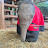 Elephant Thai cute 