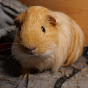 MyMax_GuineaPig logo