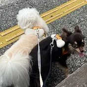 くぅむぎ