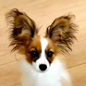 Pet Life Daily