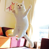 Profile Picture of 無重力猫ミルコのお家