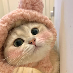 猫咪看小说アイコン画像