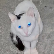 LovelyCat