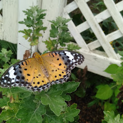 ヒカリニウム街歩きTV