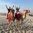 KJsEpnCg6Z8-channel-avatar-Kelly and Vanessa Travel