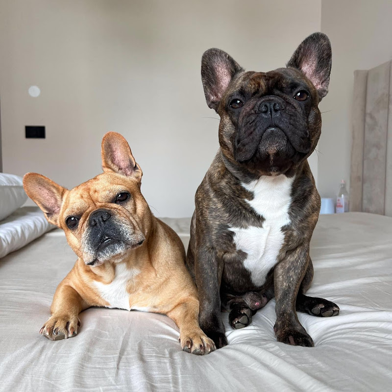 Isa & Tom Frenchies