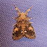 GbS9eGdHc4M-channel-avatar-leaf 