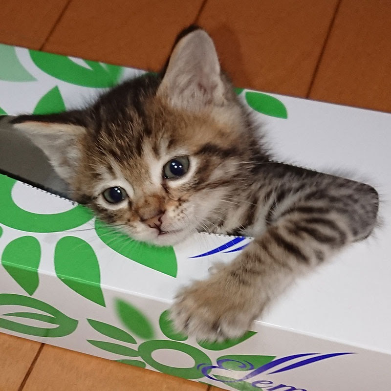 プレボ