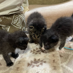 ねこのいる生活アイコン画像