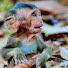 jLKHlAad-aw-channel-avatar-MONKEY JENIFER65 