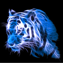 Tiger Blue Band
