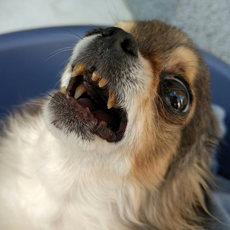 Angry chihuahua