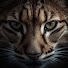 S5mb49QzfnI-channel-avatar-Bobcat Stories