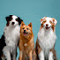 ka7Vu-RLFhA-channel-avatar-Flambo The Dog