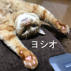 ANA派陸マイラーヨシオの旅と日常アイコン画像