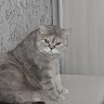 Автор