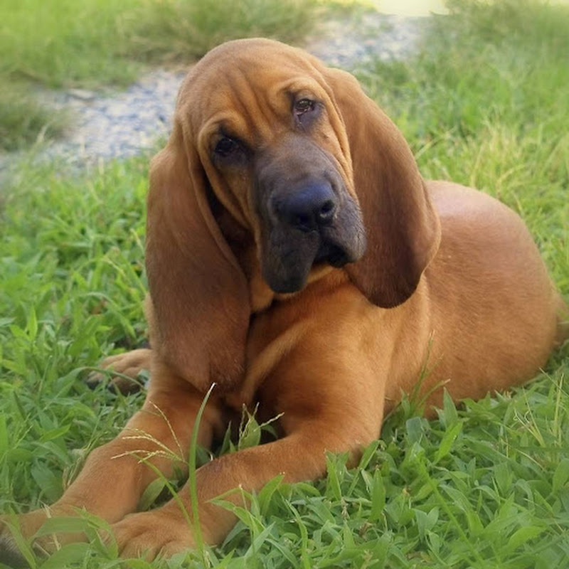 TheHoundog 2