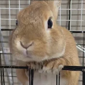 うさぎのふく