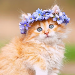 Cute Baby Cats 267 avatar