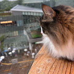 アブちゃん