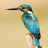 U1QcIA0j7OQ-channel-avatar-The Birding Spot