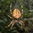 9rclvLl263A-channel-avatar-Facts About Insects