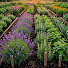 aNng6U5X96E-channel-avatar-Green Profit Garden