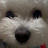@Maltepoo_tori