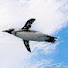 -pKXEfnpXCc-channel-avatar-ペンギンだって空を飛びたい