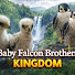 HzywPJrMGnQ-channel-avatar-Baby Falcon Brothers Kingdom